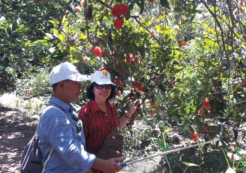 vướn chôm chôm sầu riêng cù lao Tân Phong