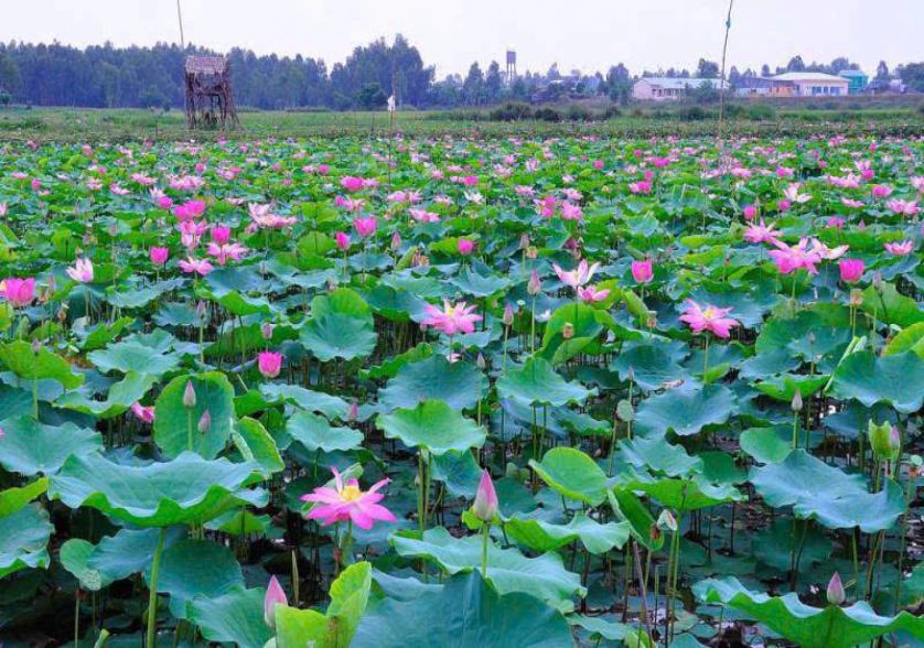 đồng sen tháp mười