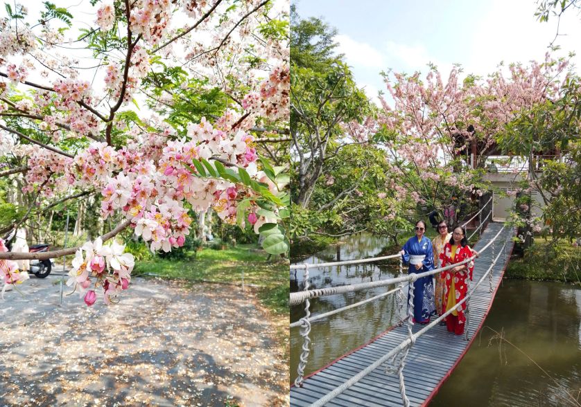 vườn hoa anh đào 