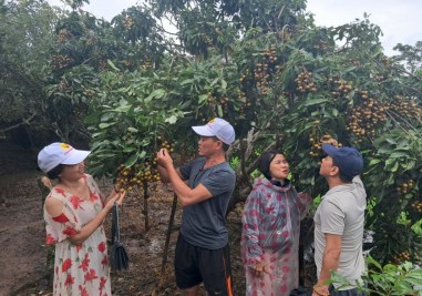 vuon-nhan-con-son-moi-nhat-bao-an-1