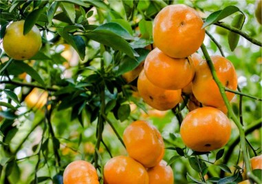 vuon-quyt-hong-lai-vung-dong-thao-021